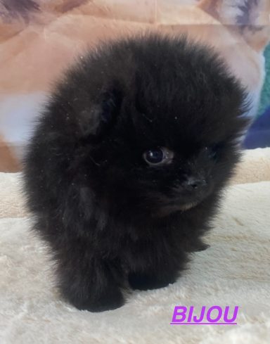 BIJOU 01/09