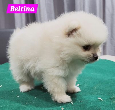 BELTINA 1MOIS ET 10JOURS