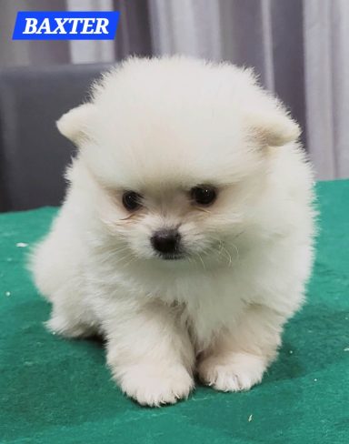 BAXTER 1MOIS ET 10JOURS