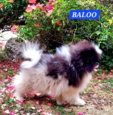 BALOO 14/07