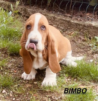 BIMBO 01/09
