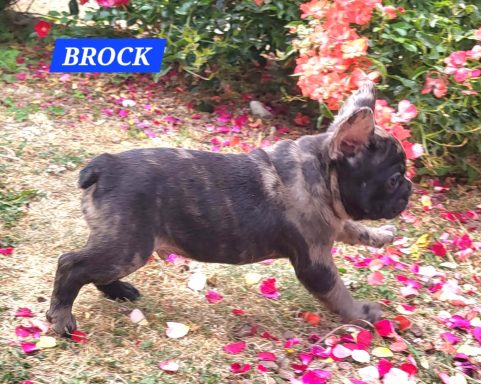 BROCK 1MOIS ET DEMI