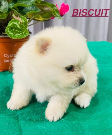 BISCUIT 1MOIS