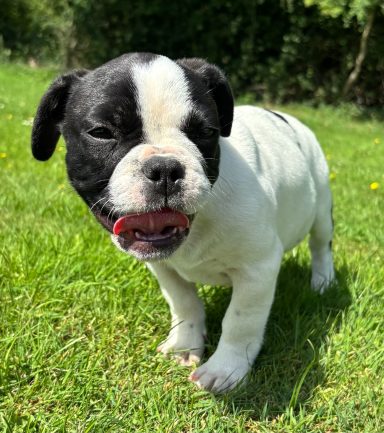 BROWNIE 24/06