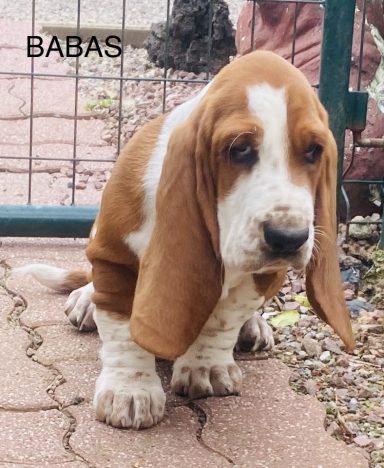 BABAS 01/09