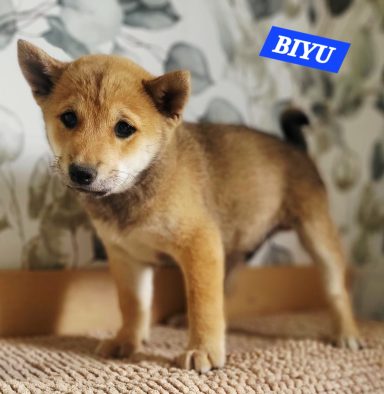 BIYU 2MOIS ET DEMI