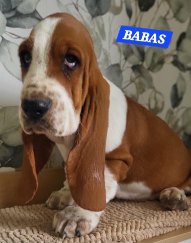 BABAS 2MOIS ET DEMI