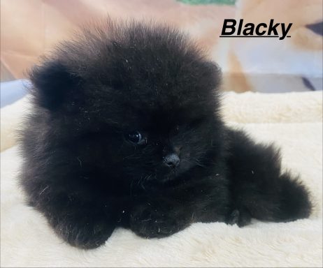 BLACKY 01/09
