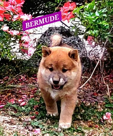 BERMUDE 1MOIS ET DEMI