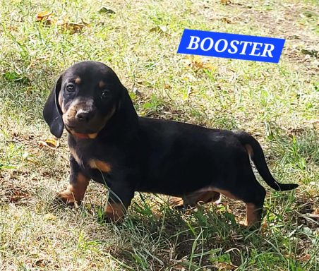 BOOSTER 5SEMAINES