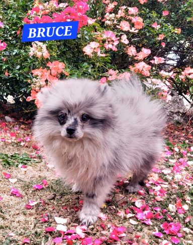 BRUCE 14/07