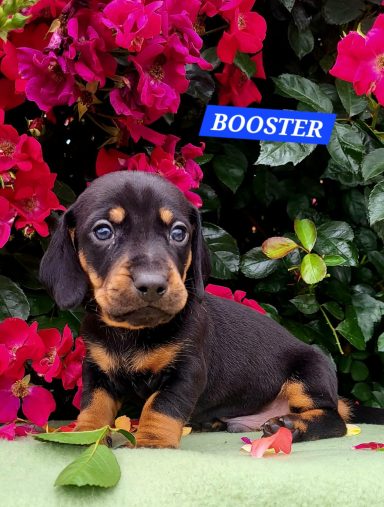 BOOSTER 4SEMAINES