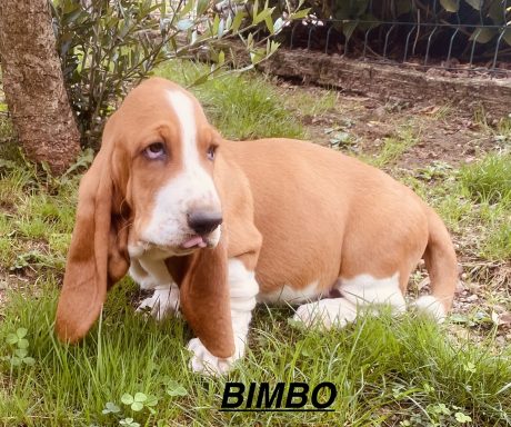 BIMBO 01/09