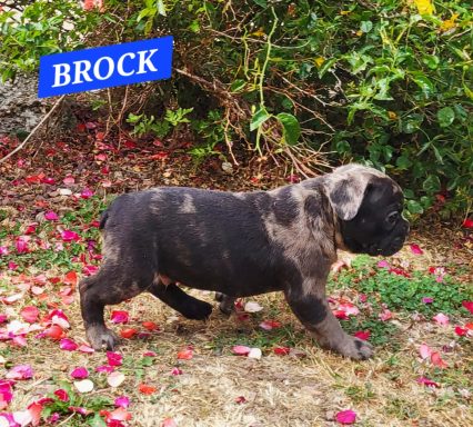 BROCK 1MOIS ET DEMI